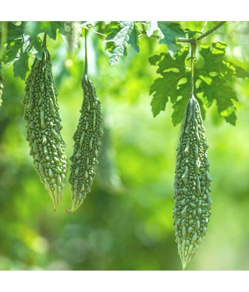     			homeagro - Bitter Gourd Vegetable ( 20 Seeds )