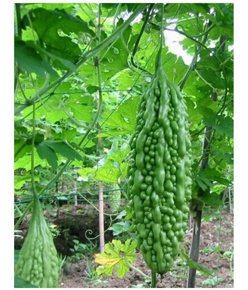     			homeagro - Bitter Gourd Vegetable ( 20 Seeds )