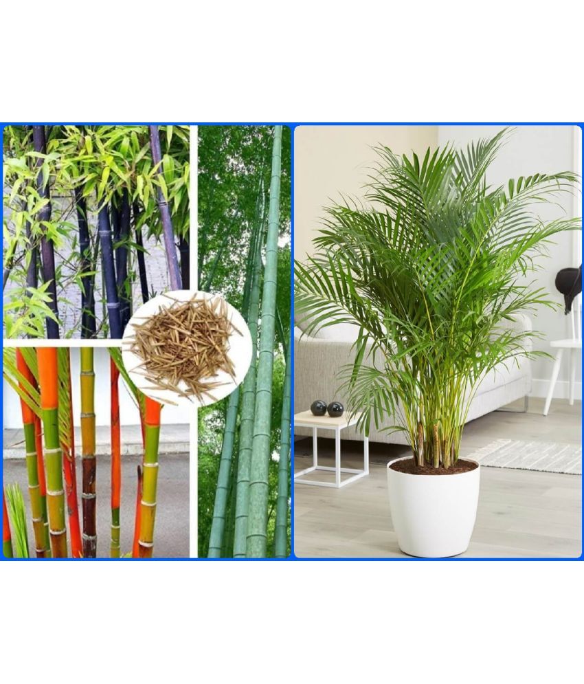     			Homeagro Seeds Combo - Bamboo Plant ( 20 Seeds ) and Areca palm Plant ( 5 Seeds )