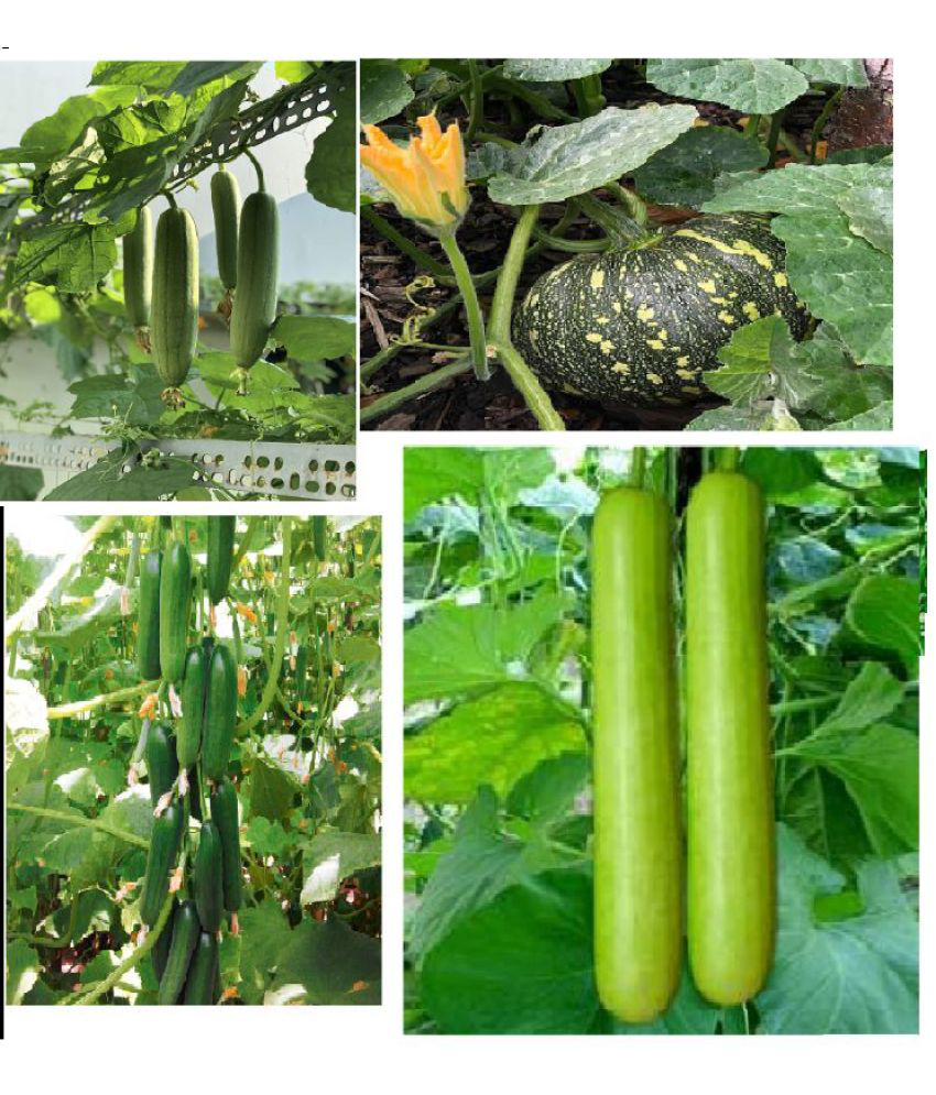     			CLASSIC GREEN EARTH - Mixed Vegetable ( 40 Seeds )
