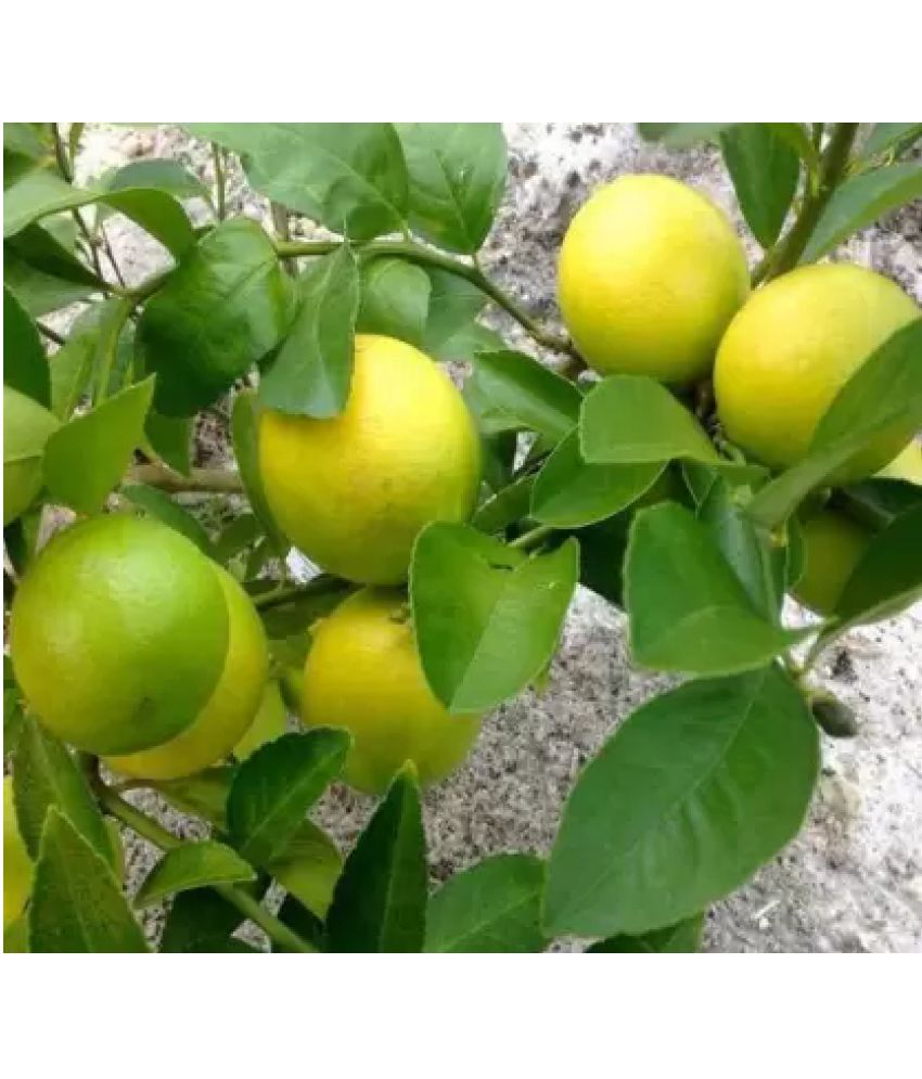     			CLASSIC GREEN EARTH - Lemon Vegetable ( 40 Seeds )