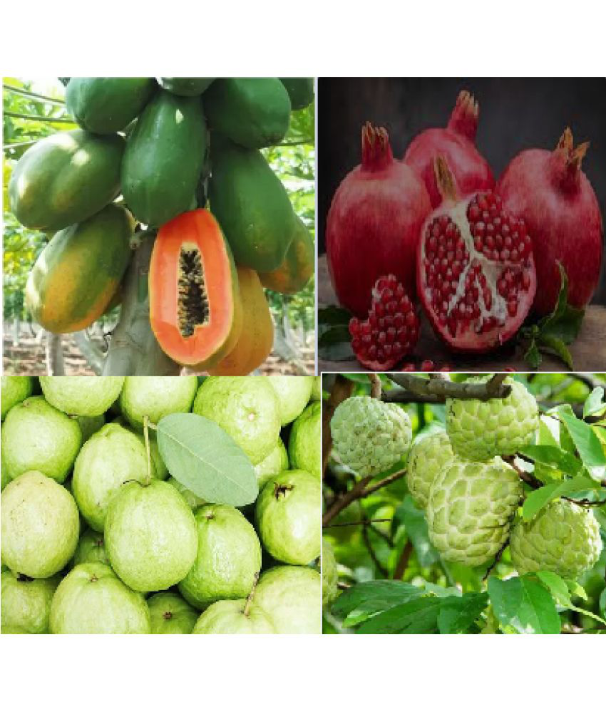     			CLASSIC GREEN EARTH - Papaya Fruit ( 100 Seeds )
