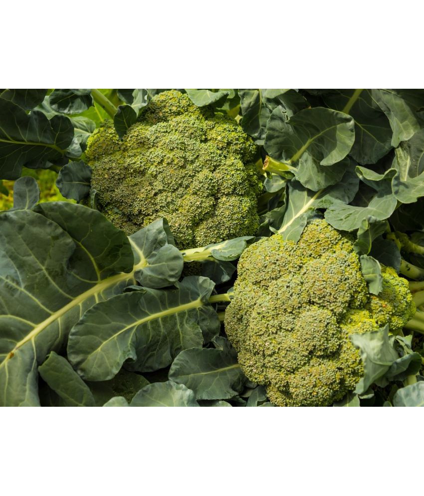     			HN organic seed - Broccoli Vegetable ( 50 Seeds )