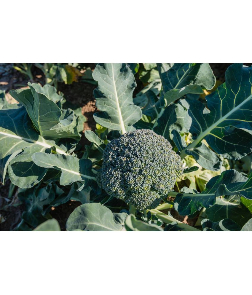     			HN organic seed - Broccoli Vegetable ( 50 Seeds )