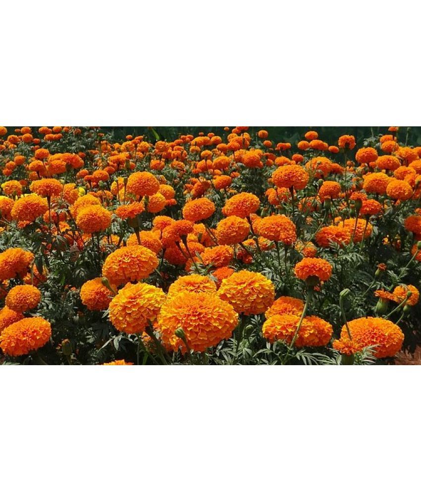     			HN organic seed - Marigold Flower ( 50 Seeds )