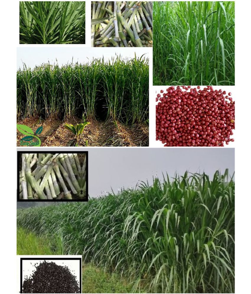     			homeagro - Napier Grass ( 3000 Seeds )