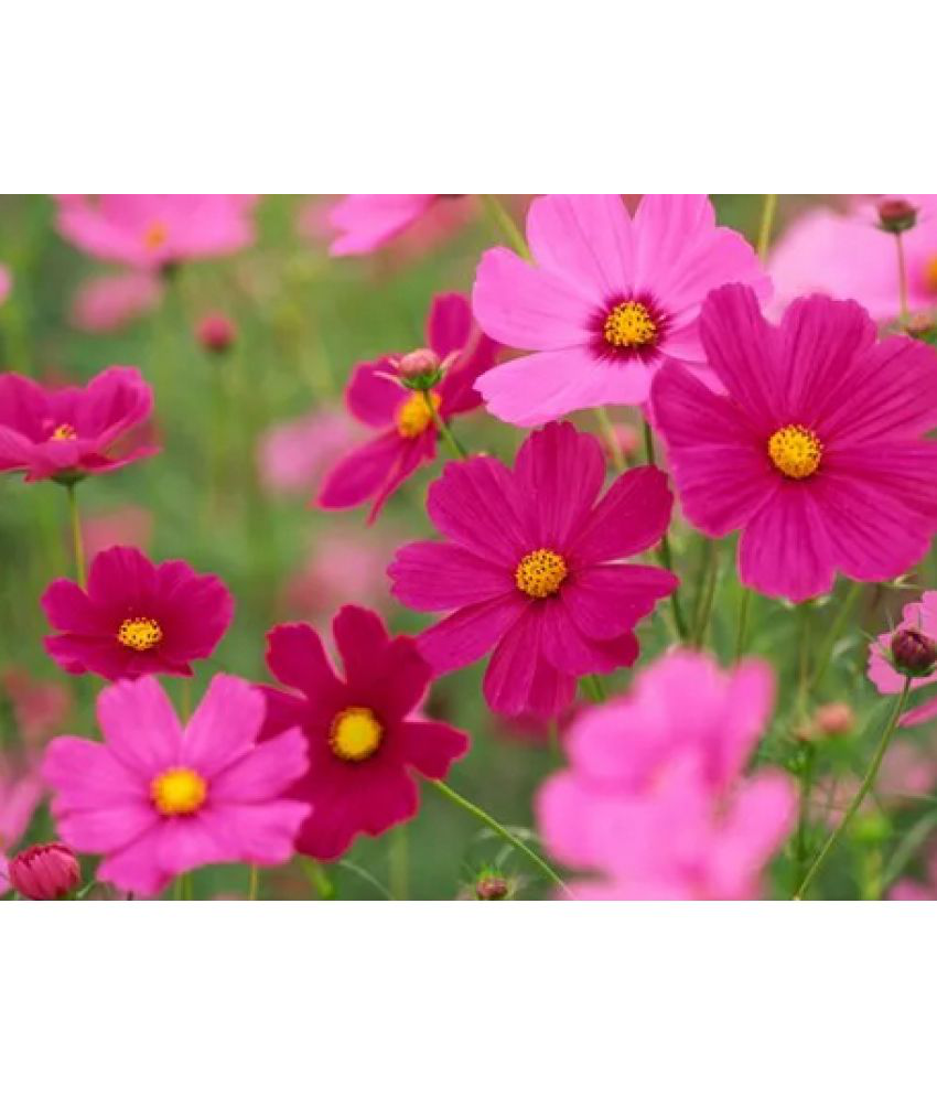     			CLASSIC GREEN EARTH - Cosmos Flower ( 20 Seeds )
