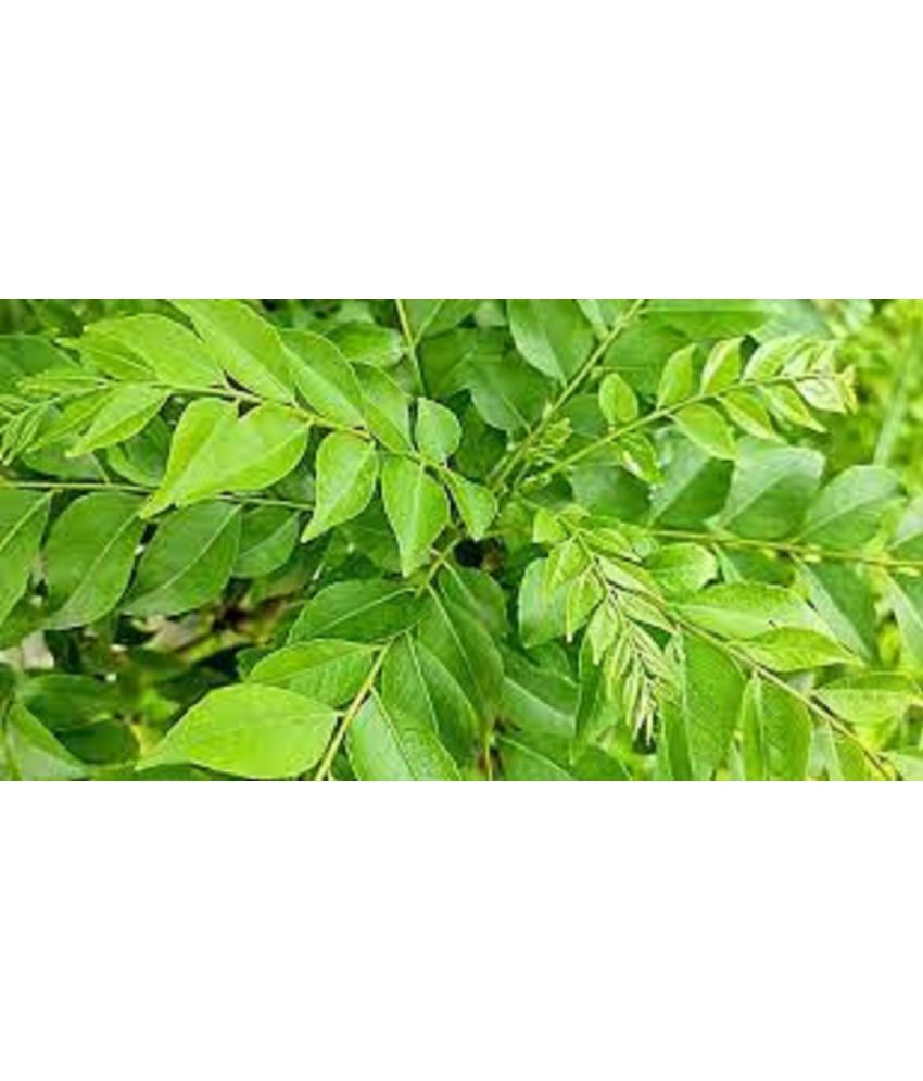     			CLASSIC GREEN EARTH - Celery Herb ( 100 Seeds )