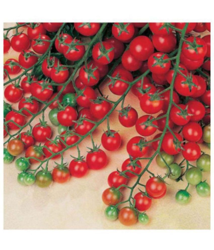     			Recron Seeds - Cherry Tomato Vegetable ( 50 Seeds )