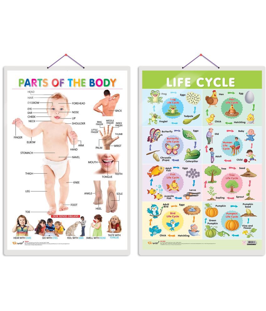     			Set of 2 Parts of the Body and Life Cycle Early Learning Educational Charts for Kids | 20"X30" inch |Non-Tearable and Waterproof | Double Sided Laminated | Perfect for Homeschooling, Kindergarten and Nursery Students