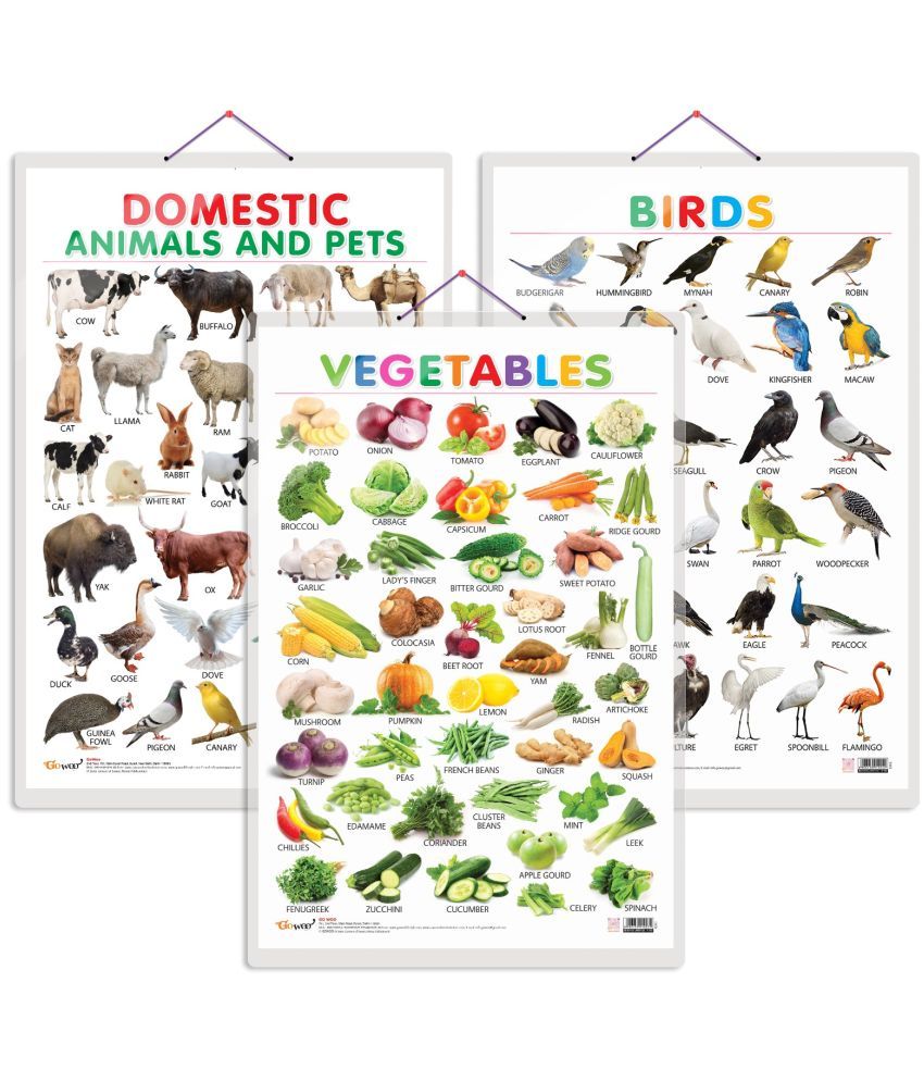     			Set of 3 Vegetables, Domestic Animals and Pets and Birds Early Learning Educational Charts for Kids | 20"X30" inch |Non-Tearable and Waterproof | Double Sided Laminated | Perfect for Homeschooling, Kindergarten and Nursery Students