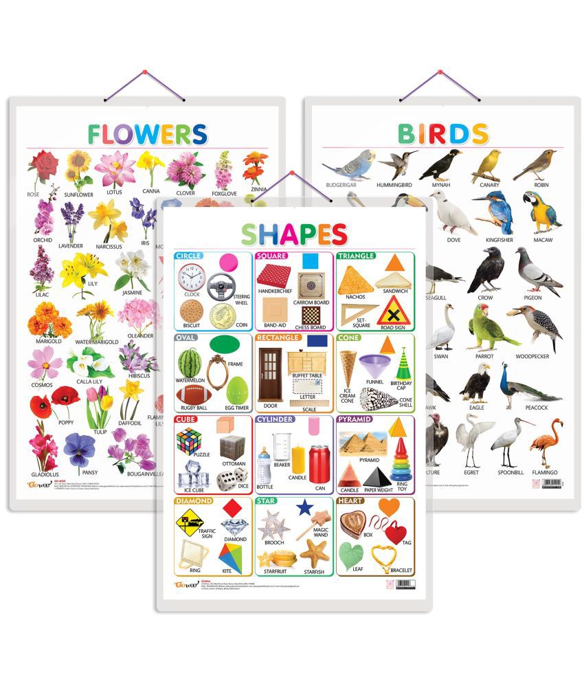     			Set of 3 Birds, Flowers and Shapes Early Learning Educational Charts for Kids | 20"X30" inch |Non-Tearable and Waterproof | Double Sided Laminated | Perfect for Homeschooling, Kindergarten and Nursery Students