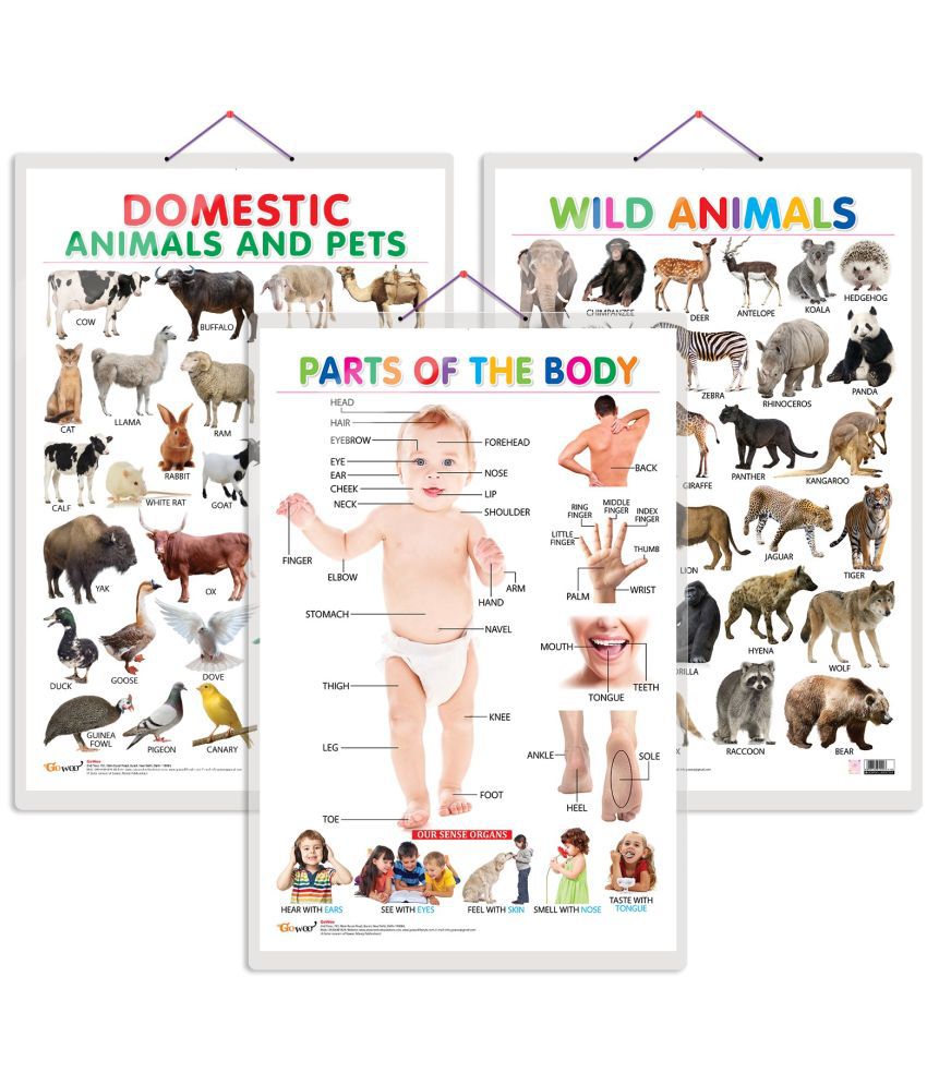     			Set of 3 Domestic Animals and Pets, Wild Animals and Parts of the Body Early Learning Educational Charts for Kids | 20"X30" inch |Non-Tearable and Waterproof | Double Sided Laminated | Perfect for Homeschooling, Kindergarten and Nursery Students