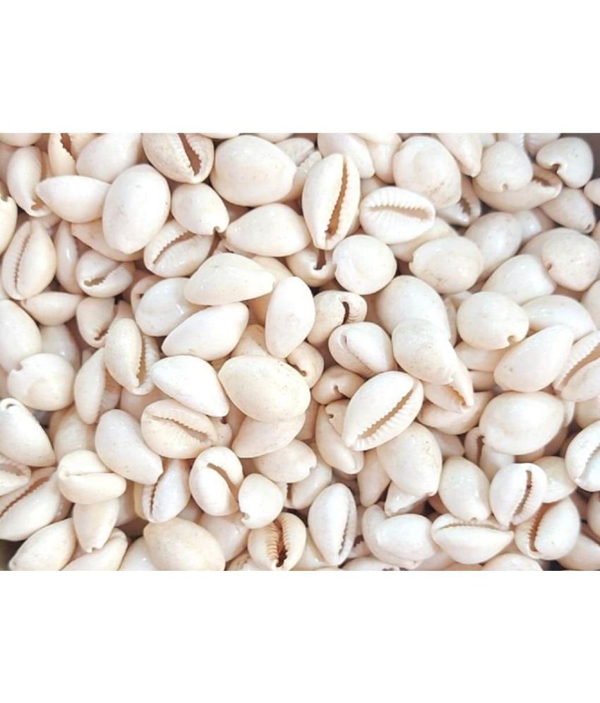     			VINARGHYA Safed Laxmi Kaudi Seed / White  Cowry / Dudha Kawadi / Kawdi / Kowdi 11 no.s