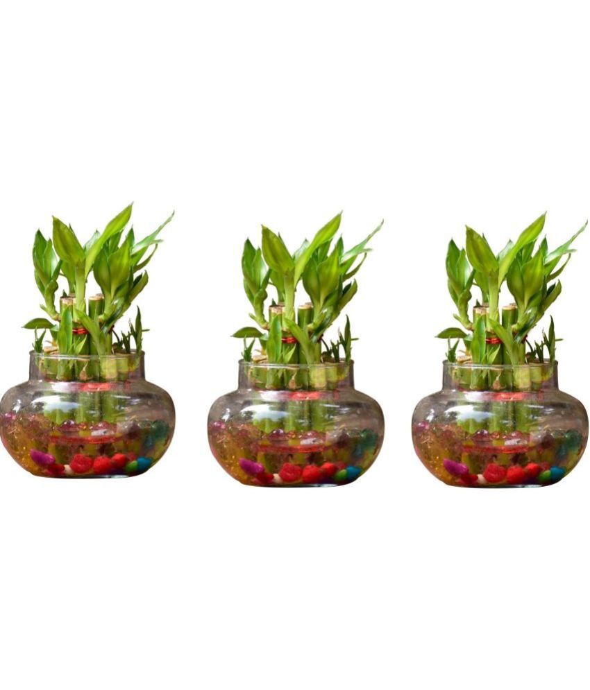     			Green plant indoor - Green Wild Artificial Flowers With Pot ( Pack of 3 )