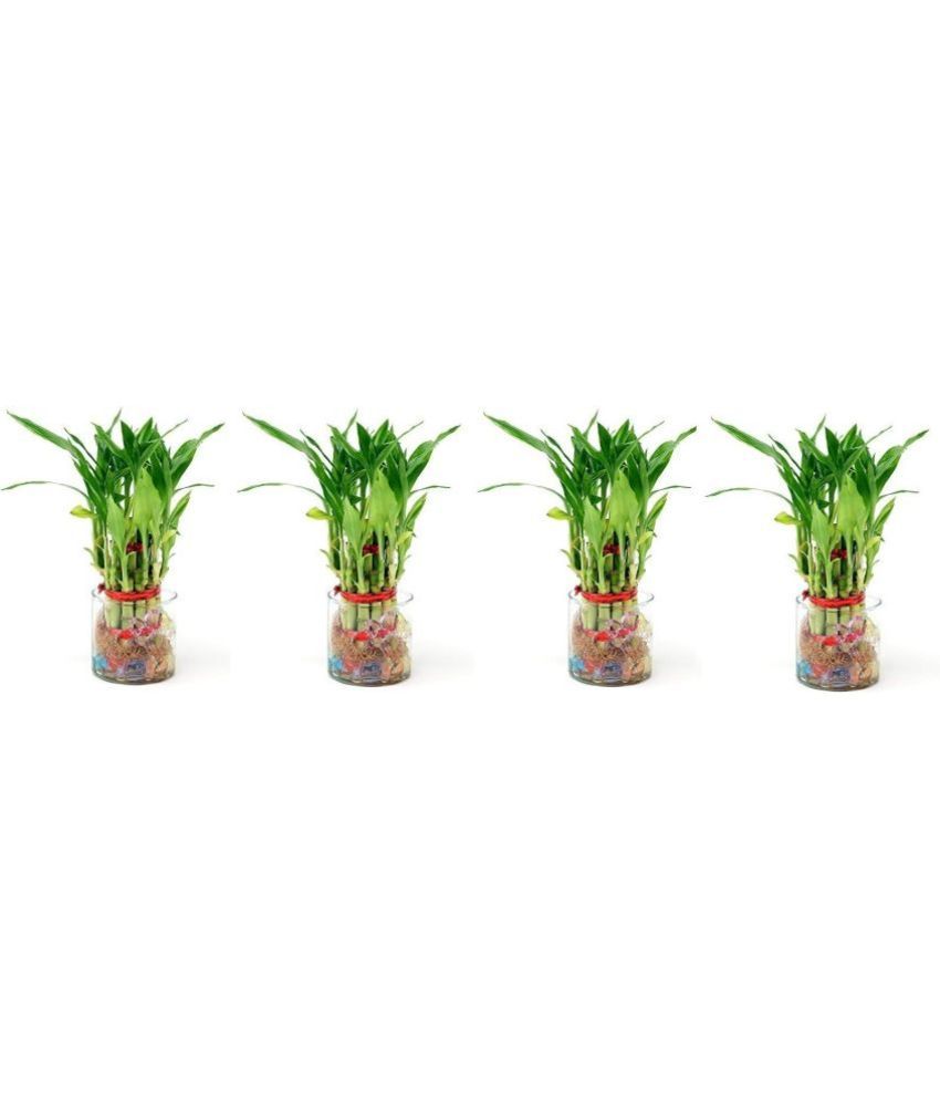     			Green plant indoor - Green Wild Artificial Flowers With Pot ( Pack of 4 )