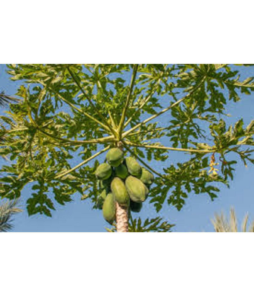     			CLASSIC GREEN EARTH - Papaya Fruit ( 70 Seeds )