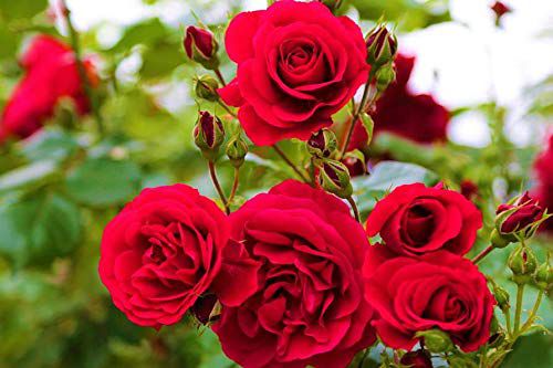     			Azalea Gardens Exotic Black Rose 20 Seeds/Pack + Instruction Manual