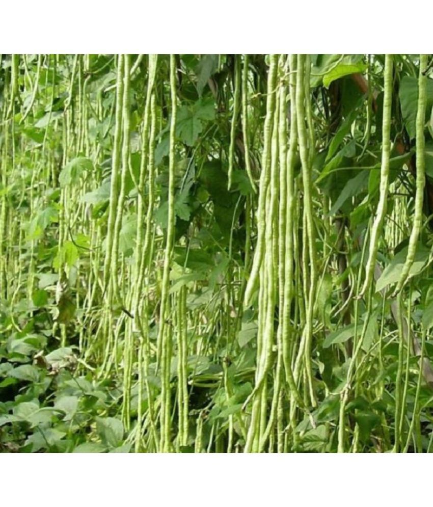     			Jignisha Seeds Cowpea Lobia Vegetable ( 50 Seeds )