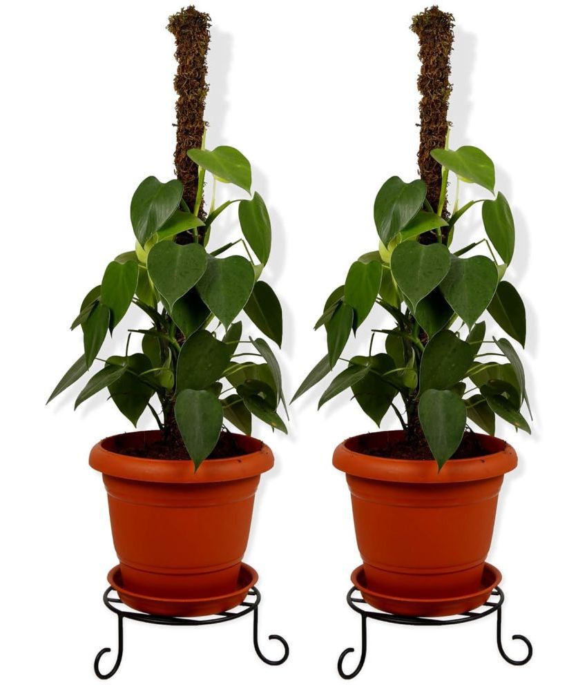     			TrustBasket Set of 2 Premium Pot Stand for Plants
