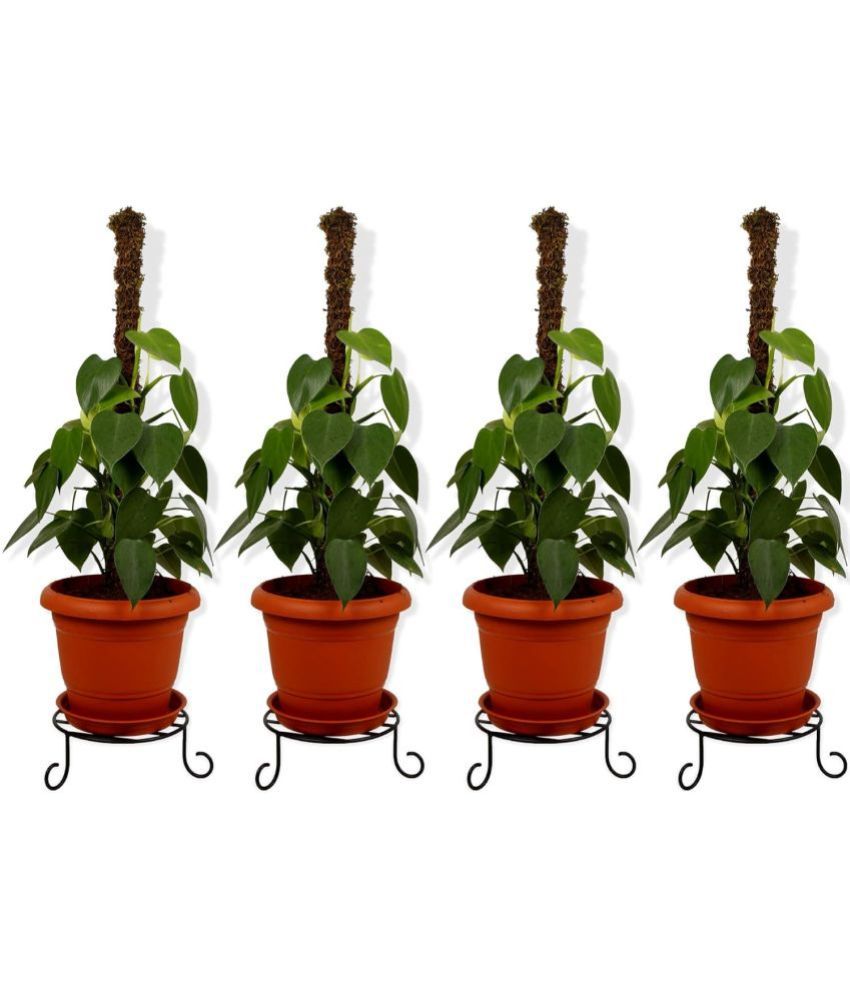     			TrustBasket Premium Metal Pot Stand for Plants - Set of 4