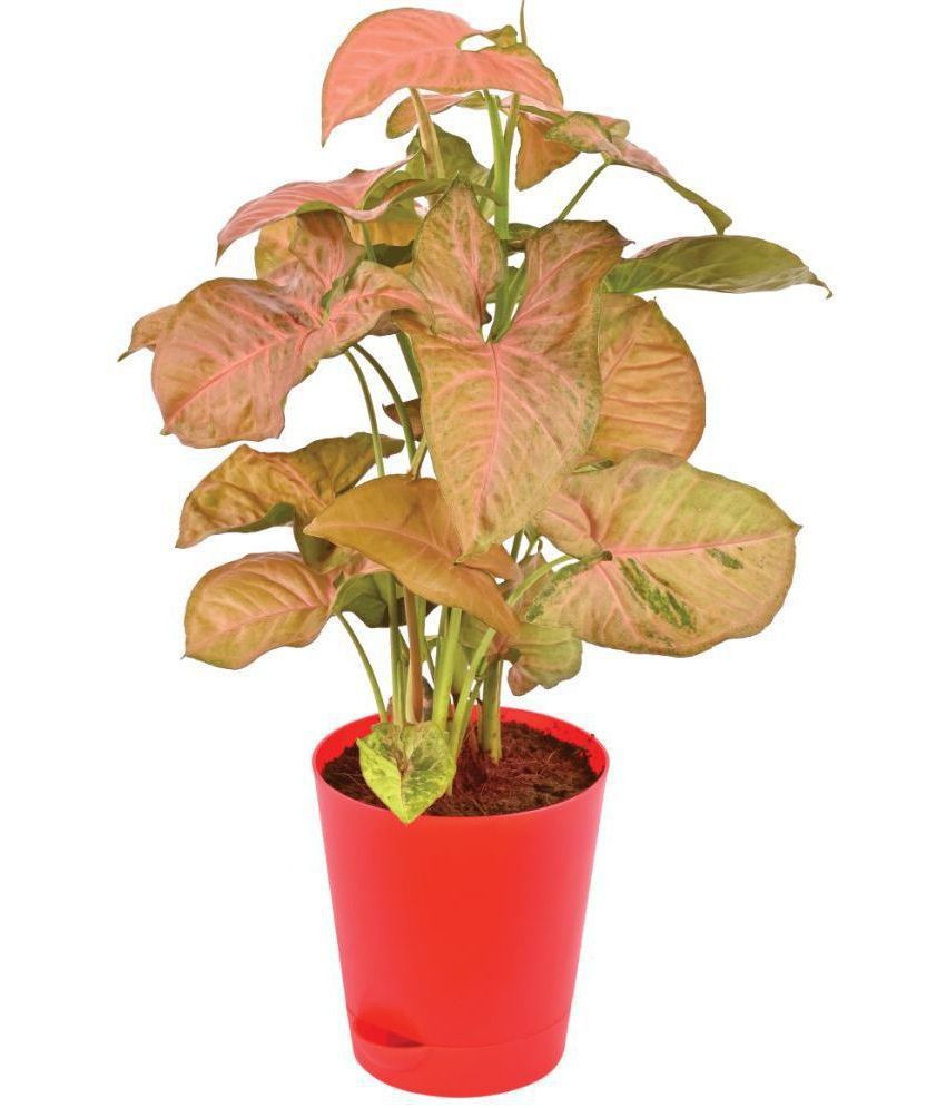     			UGAOO Syngonium Pink Neon Natural Live Indoor Plant with Self Watering Pot Red