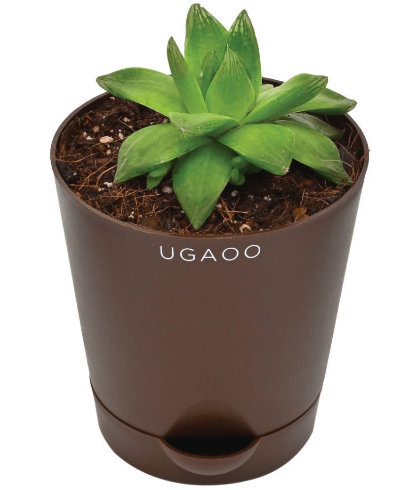     			UGAOO Haworthia Cooperi Fleshy Succulent Live Plant with Self Watering Pot Brown