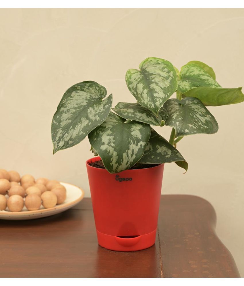    			UGAOO Money Satin Natural Live Indoor Plant with Self Watering Pot Red