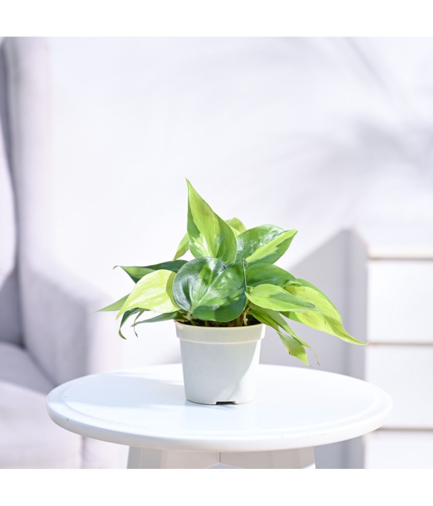     			UGAOO Philodendron Micans Plant with Grow Pot