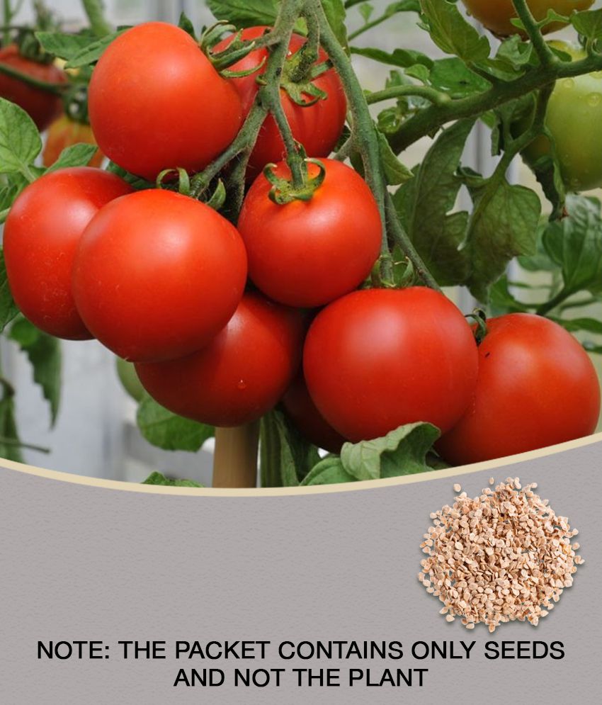     			Tomato Seeds, Open Pollinated, NON-Hybrid, GMO-Free Seeds Pack Of 100 Seeds