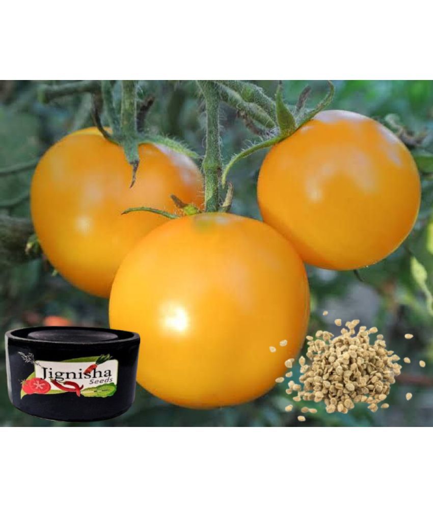     			Jignisha Fashion Cherry Tomato Vegetable ( 50 Seeds )