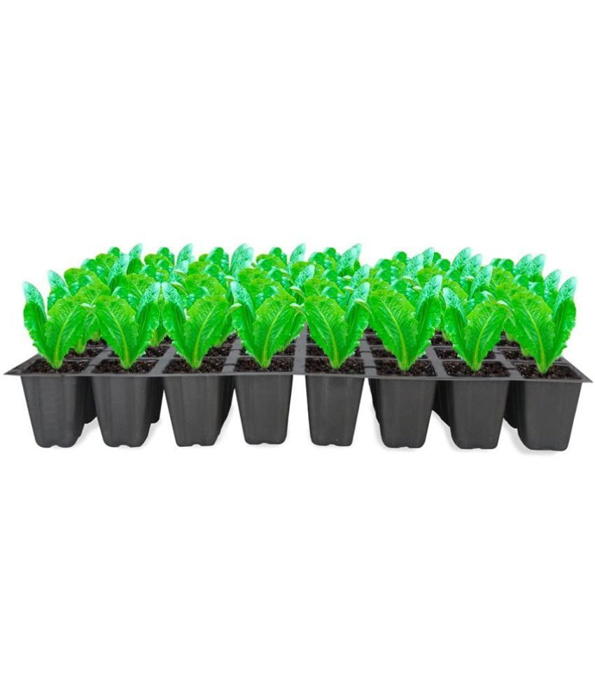     			TrustBasket 40 Cavity Seedling Cup Pack of 10 (15 Seeds)