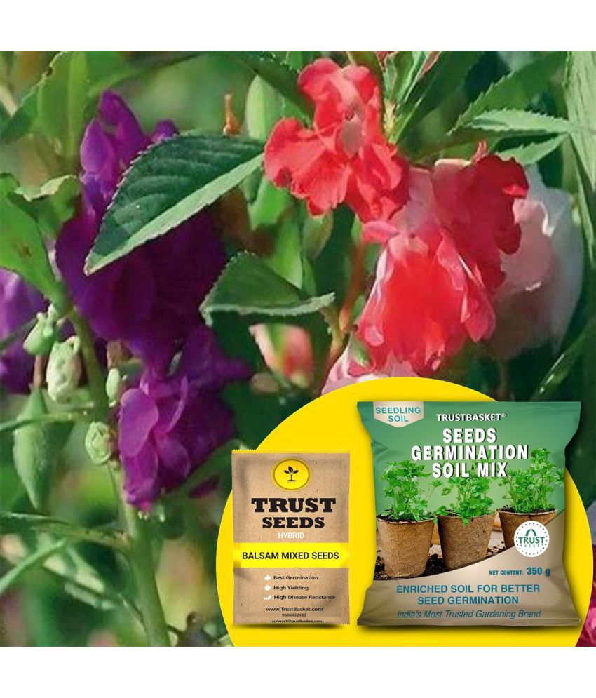     			TrustBasket Balsam Mixed Seeds (Hybrid) with Free Germination Potting Soil Mix (20 Seeds)