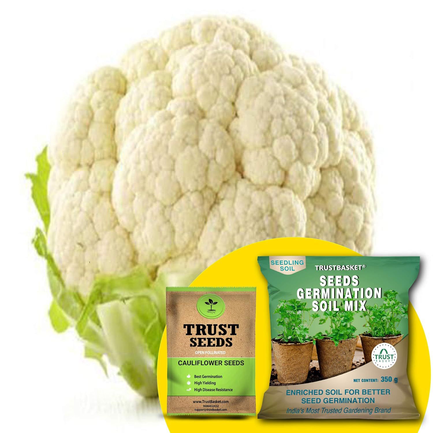     			TrustBasket Cauliflower Seeds with Free Germination Potting Soil Mix OP (20 Seeds)