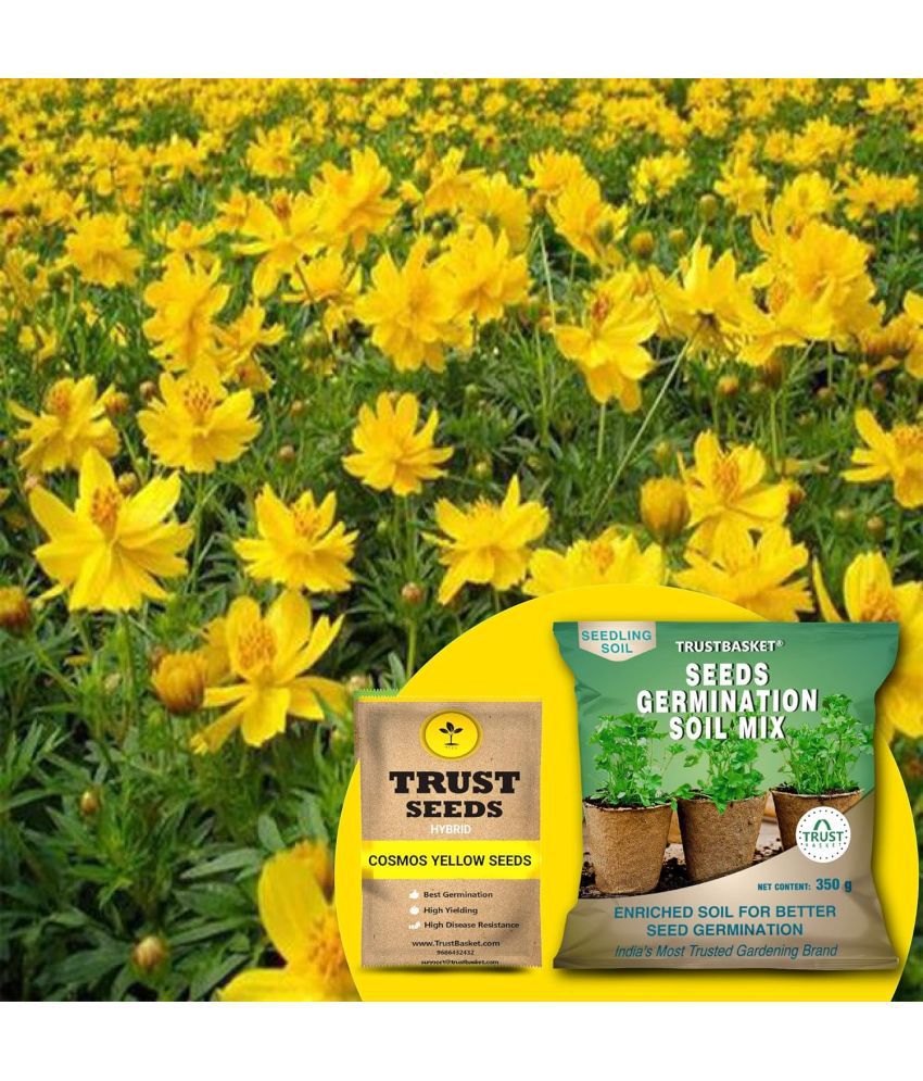     			TrustBasket Cosmos Yellow Seeds (Hybrid) with Free Germination Potting Soil Mix (20 Seeds)