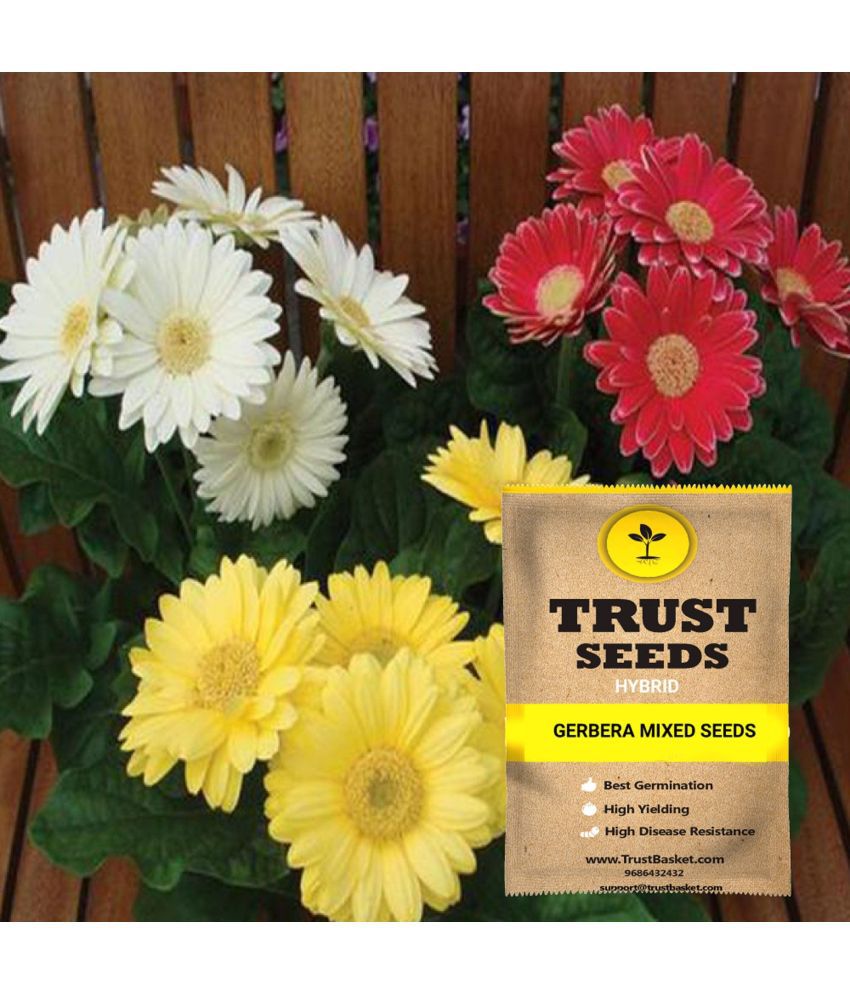     			TrustBasket Gerbera Mixed Flowers Seeds GMO Free (15 Seeds)