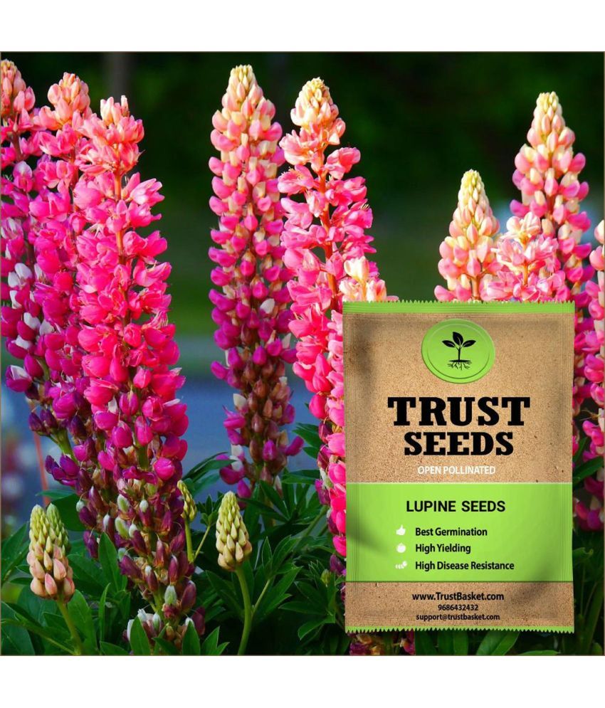     			TrustBasket Lupine Flower Seeds Open Pollinated (15 Seeds)