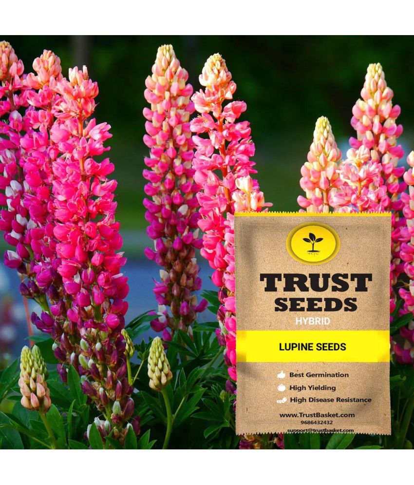     			TrustBasket Lupine Flower Seeds Hybrid (15 Seeds)