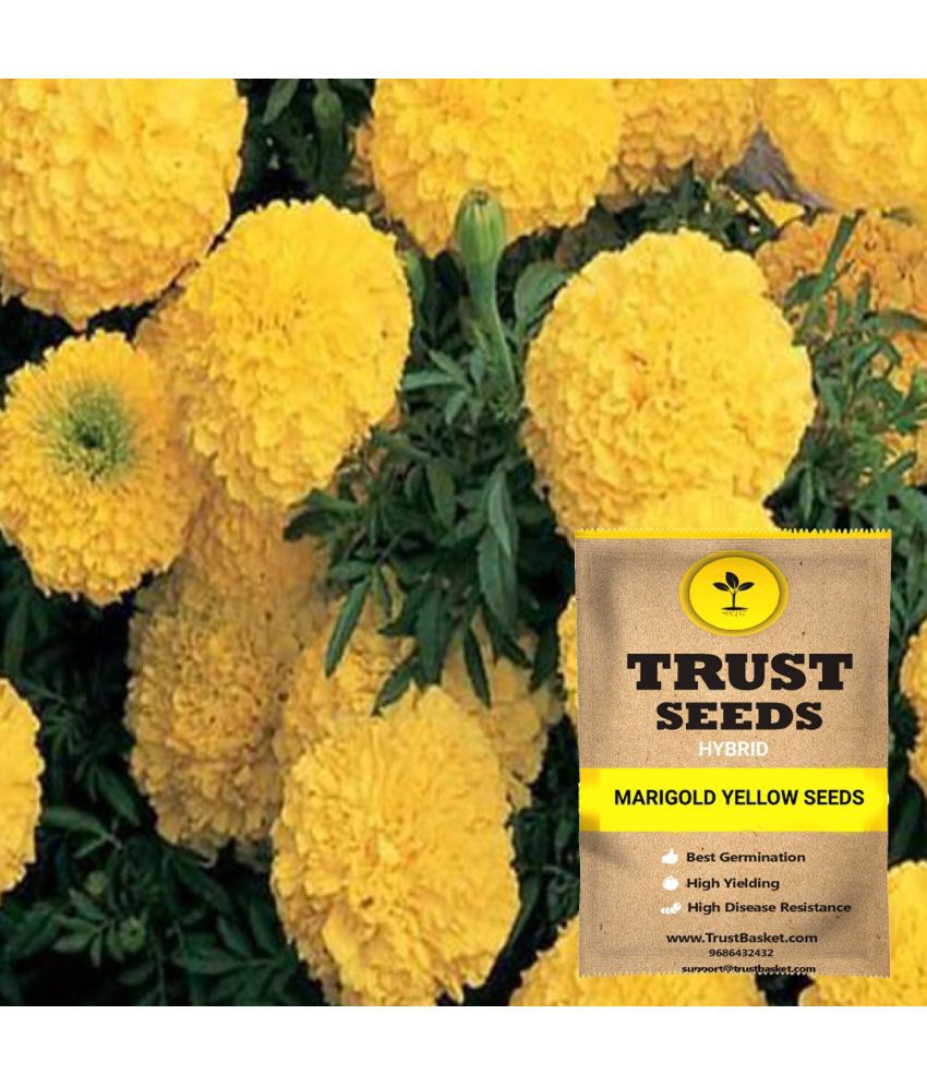     			TrustBasket Marigold Yellow Flowers Seeds GMO Free (15 Seeds)