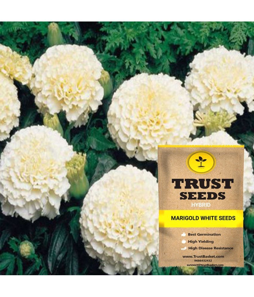     			TrustBasket Marigold White Flowers Seeds Hybrid (15 Seeds)