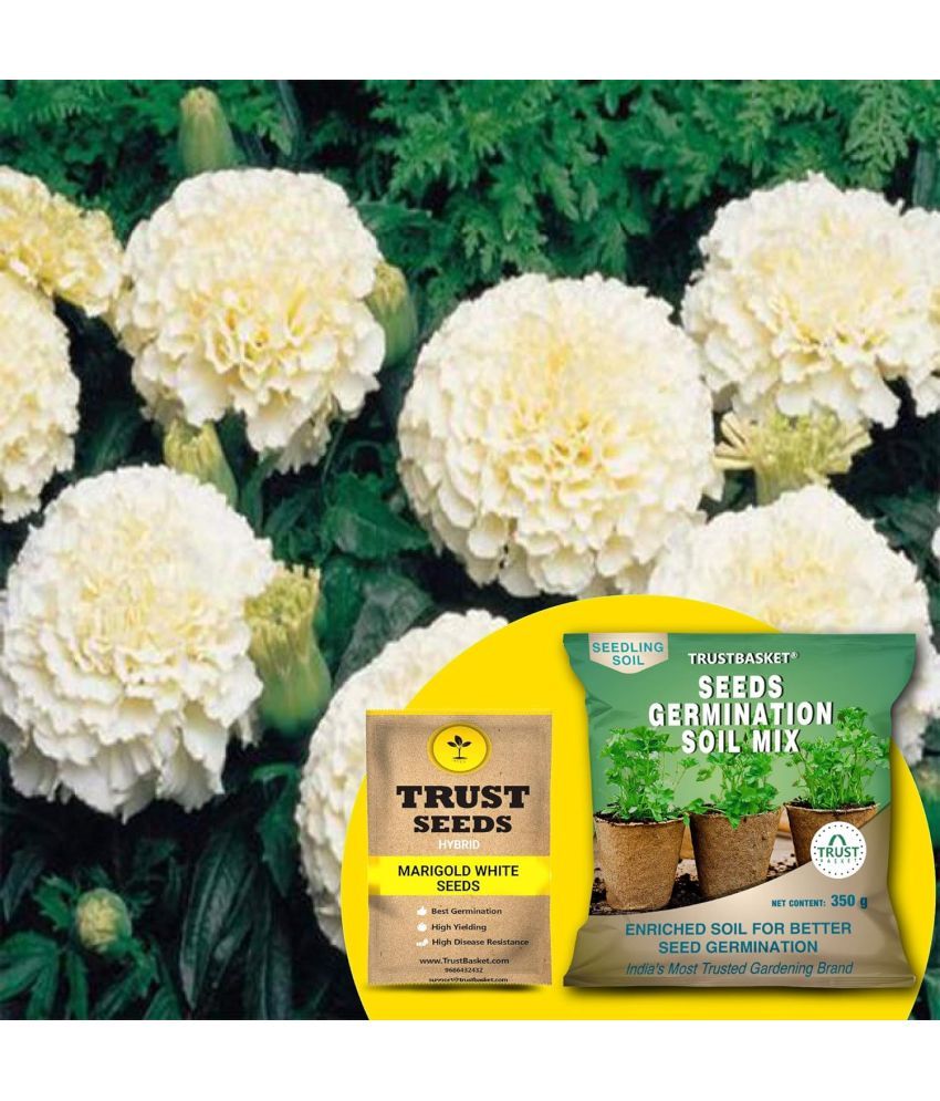     			TrustBasket Marigold White (Hybrid) Seeds with Free Germination Potting Soil Mix (20 Seeds)