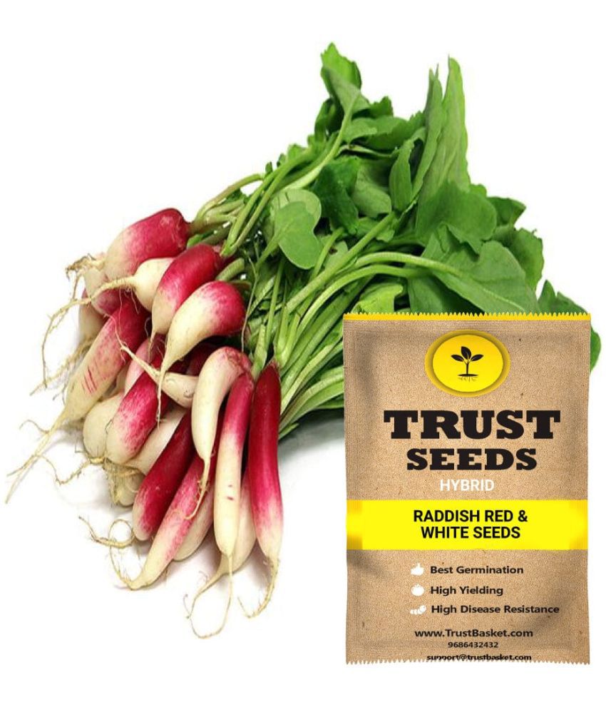     			TrustBasket Raddish Red Vegetable Seeds Green (15 Seeds)