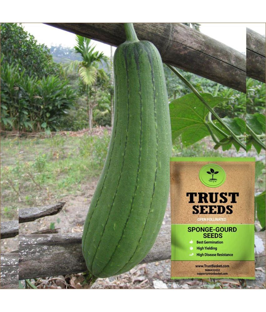     			TrustBasket Sponge Gourd Vegetable Seeds Open Pollinated (15 Seeds)