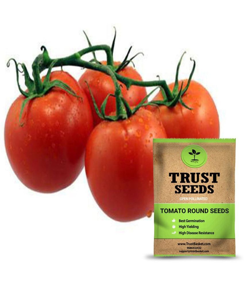     			TrustBasket Tomato Round Seeds Open Pollinated (15 Seeds)