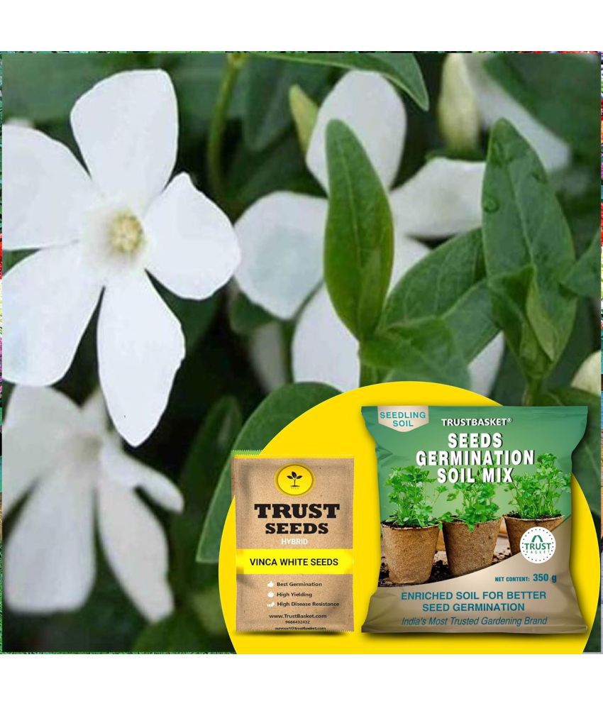     			TrustBasket Vinca White Seeds with Free Germination Potting Soil Mix Hybrid (20 Seeds)