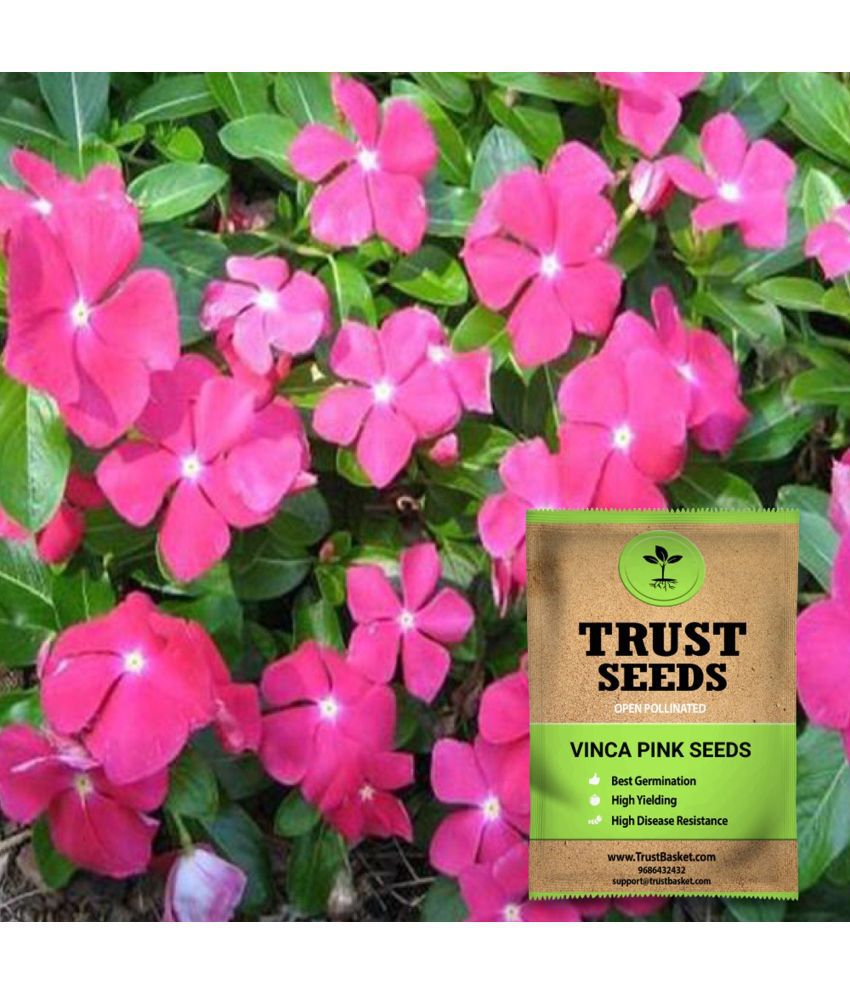     			TrustBasket Vinca Pink Seeds Op (15 Seeds)