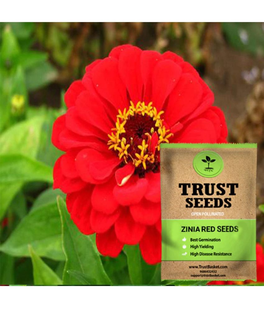     			TrustBasket Zinia Red Seeds OP (15 Seeds)