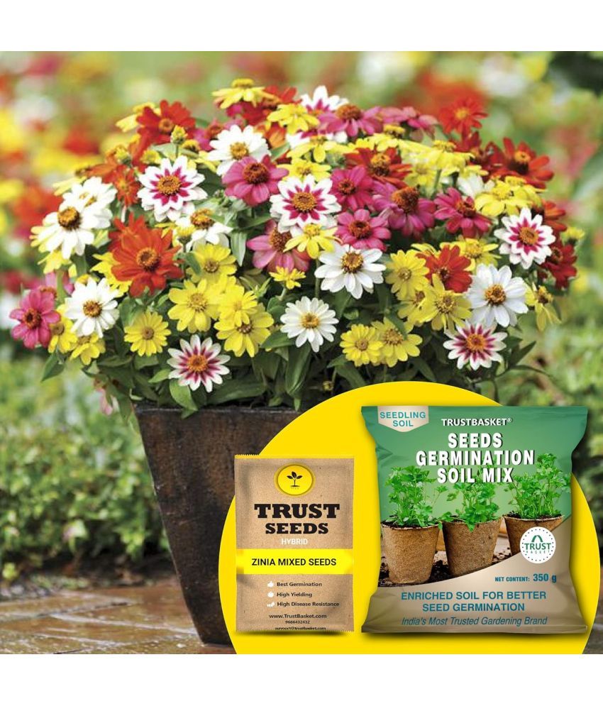     			TrustBasket Zinia Mixed Seeds with Free Germination Potting Soil Mix Hybrid (20 Seeds)