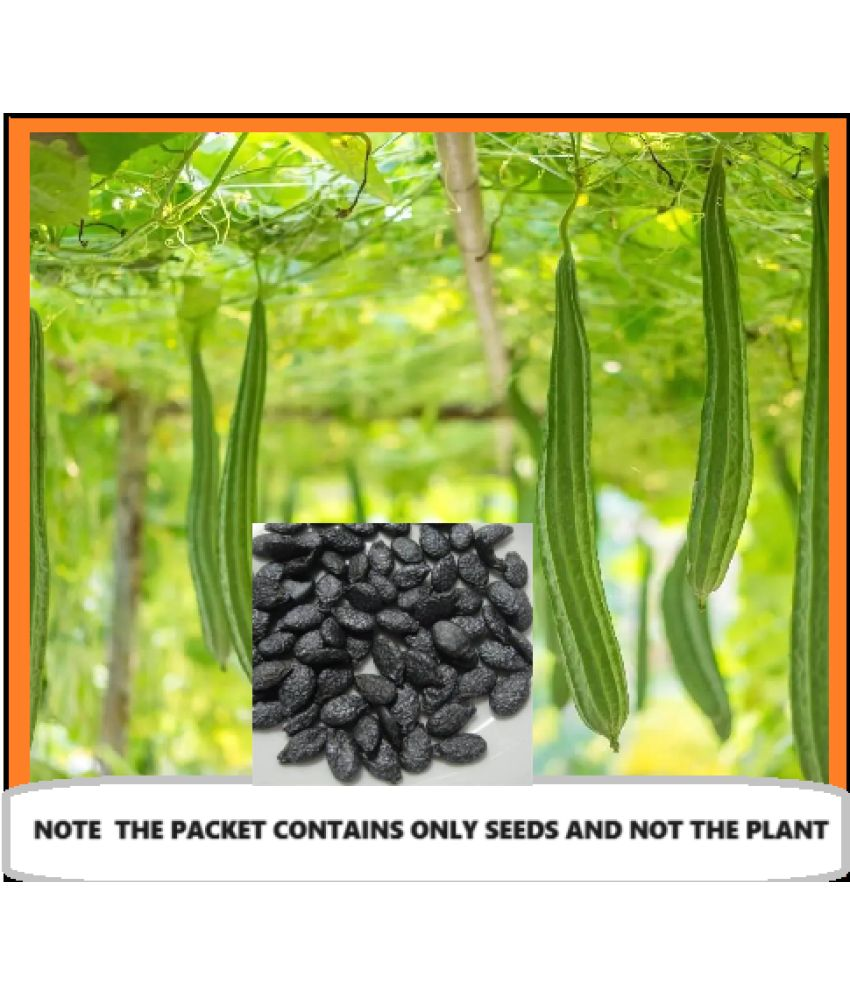     			SEEDS EVOLUTION Ridge Gourd (Toree) Vegetable ( 20 Seeds )