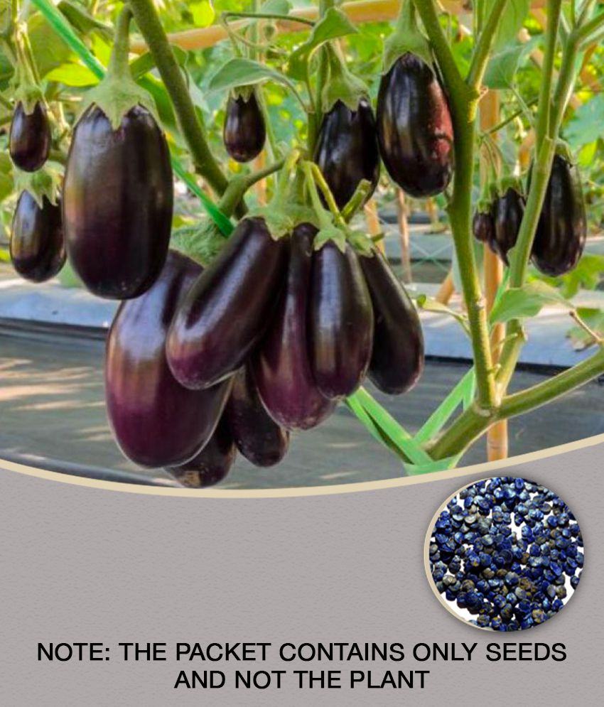     			100 % Original Hybrid Brinjal Black Beauty Seeds